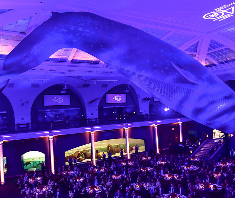 A large whale is suspended in the ceiling of a large building.
